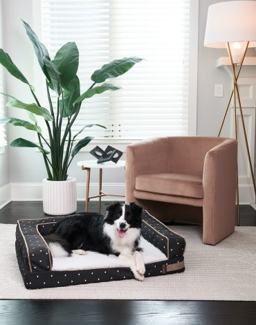 stylish modern dog beds
